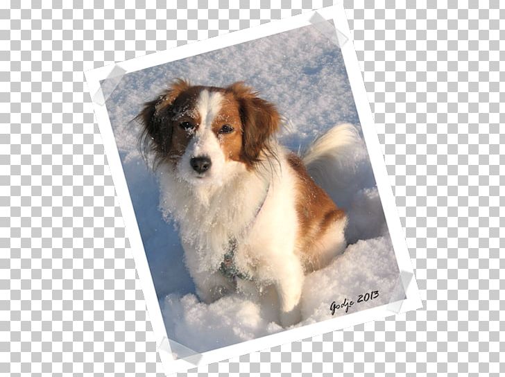 Kooikerhondje Dog Breed Australian Shepherd Shetland Sheepdog Miniature American Shepherd PNG, Clipart, Animals, Australian Shepherd, Breed, Carnivoran, Companion Dog Free PNG Download