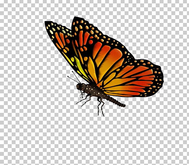 Monarch Butterfly Drawing PNG, Clipart, Animals, Arthropod, Brush Footed Butterfly, Butterflies, Butterfly Free PNG Download