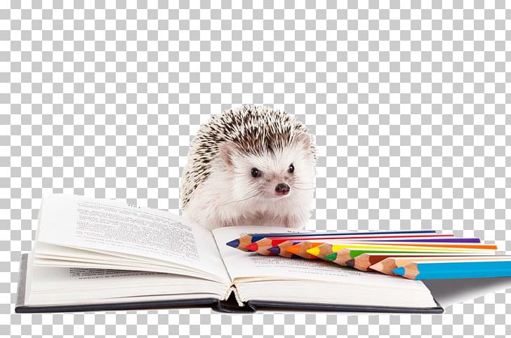 North African Hedgehog Southern African Hedgehog Domesticated Hedgehog Dog PNG, Clipart, Animal, Animals, Atelerix, Book, Book Cover Free PNG Download