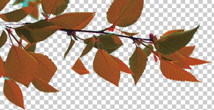 Autumn Leaf Color PNG, Clipart, Autumn Leaf Color, Autumn Leaves, Autumn Tree, Beautiful, Branch Free PNG Download