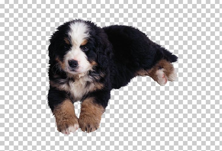Bernese Mountain Dog Puppy Rottweiler Horoscope Aries PNG, Clipart, Animal, Animals, Aries, Carnivoran, Companion Dog Free PNG Download