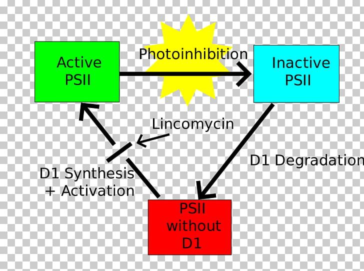 Light Photoinhibition Photosystem II Photosynthesis PNG, Clipart, Angle, Area, Bluegreen Bacteria, Brand, Carbon Fixation Free PNG Download