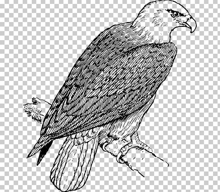 Bald Eagle Coloring Book Child PNG, Clipart, Animal, Animals, Bald Eagle, Beak, Bird Free PNG Download