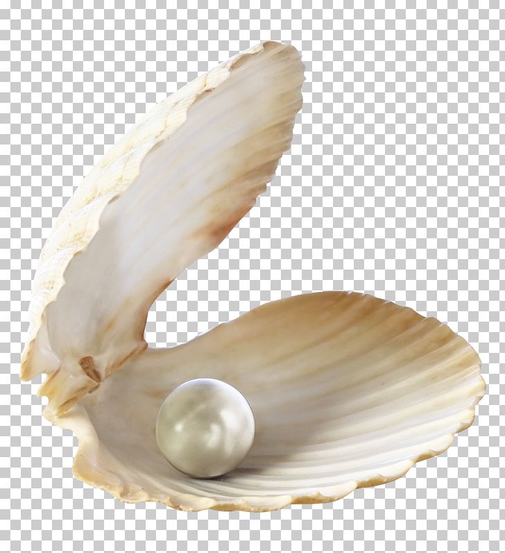 Earring Pearl Stock Photography Bracelet Necklace PNG, Clipart, Bead, Bracelet, Clam, Clams Oysters Mussels And Scallops, Cockle Free PNG Download