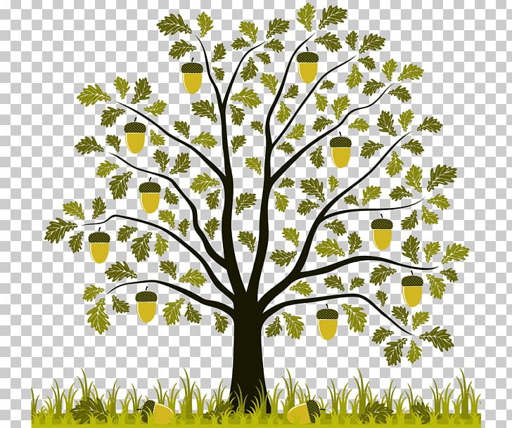 English Oak Acorn Drawing Graphics PNG, Clipart, Acorn, Branch, Cyclobalanopsis, Drawing, English Oak Free PNG Download