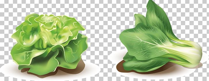 Lettuce Vegetable PNG, Clipart, Food, Hand Painted, Handpainted Flowers, Happy Birthday Vector Images, Leaf Vegetable Free PNG Download