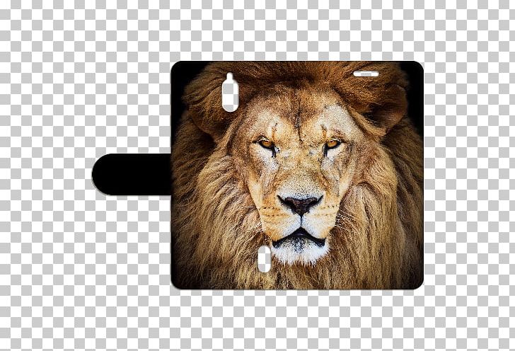 Lion Stock Photography PNG, Clipart, Big Cats, Carnivoran, Cat Like Mammal, Desktop Wallpaper, Drawing Free PNG Download
