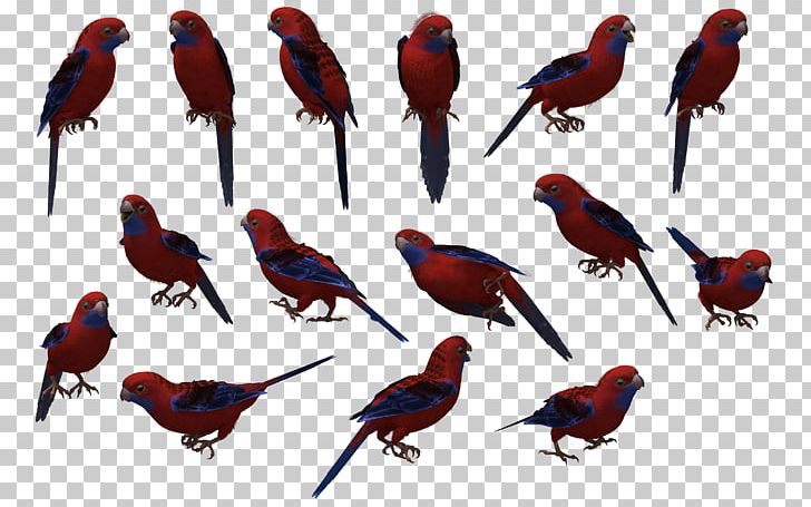 Bird House Sparrow Crimson Rosella PNG, Clipart, Animal, Animals, Animal Silhouettes, Bird, Cardinal Free PNG Download