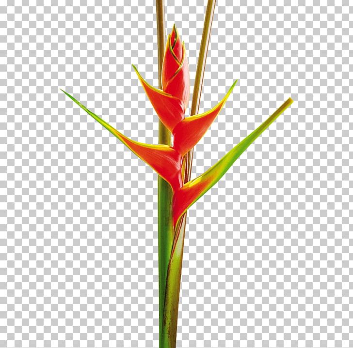 Heliconia Bihai Heliconia Stricta Heliconia Vellerigera Cut Flowers PNG, Clipart, Bud, Cut Flowers, Flower, Flowering Plant, Heliconia Free PNG Download