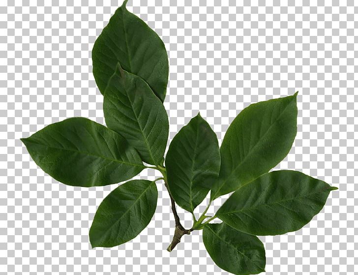 Leaf Green PNG, Clipart, Basil, Clip Art, Ginkgo Biloba, Green, Herb Free PNG Download