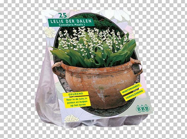 Lily Of The Valley Lilium Speciosum Bulb Flowerpot PNG, Clipart,  Free PNG Download