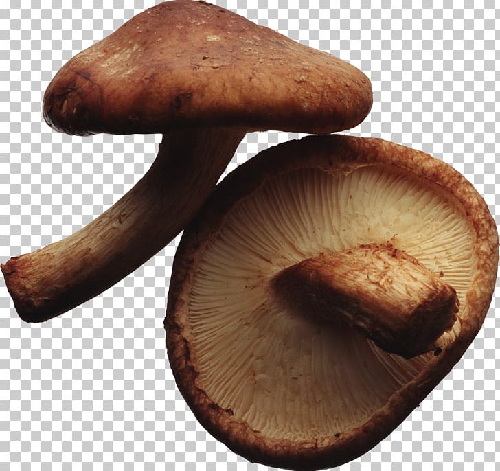 Shiitake Vegetarian Cuisine Edible Mushroom Fungus PNG, Clipart, Agaricaceae, Agaricomycetes, Agaricus, Edible Mushroom, Food Free PNG Download