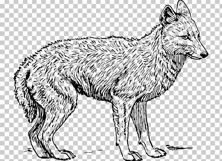 Coyote Golden Jackal Coloring Book Dog PNG, Clipart, Animals, Artwork, Aullido, Black And White, Blackbacked Jackal Free PNG Download