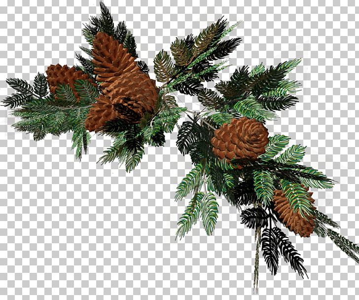 Fir Pine Ded Moroz Christmas Decoration PNG, Clipart, Branch, Christmas, Christmas Decoration, Christmas Ornament, Conifer Free PNG Download