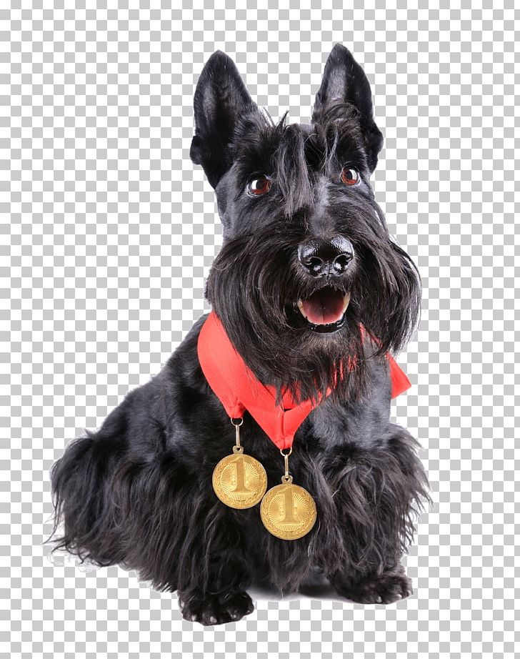 Scottish Terrier Beagle Puppy Stock Photography PNG, Clipart, Animals, Carnivoran, Cesky Terrier, Companion Dog, Conformation Show Free PNG Download