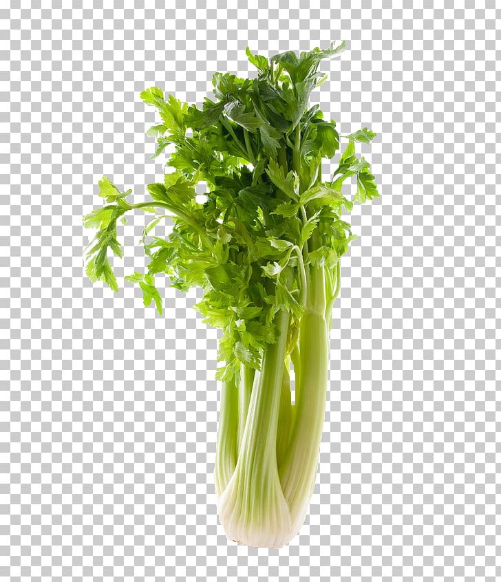 Celery Celeriac Corn Salad Vegetable Food PNG, Clipart, Apium, Calabash, Celeriac, Celery, Celtuce Free PNG Download
