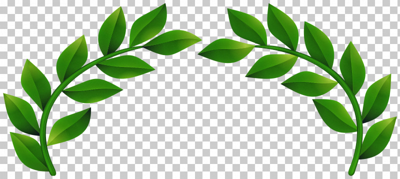 Leaf Green Plant Flower Tree PNG, Clipart, Branch, Flower, Green, Leaf, Moringa Free PNG Download