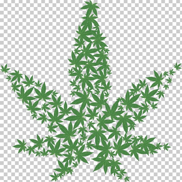 Medical Cannabis Legality Of Cannabis Hemp PNG, Clipart, Branch, Cannabis, Christmas Decoration, Christmas Tree, Conifer Free PNG Download