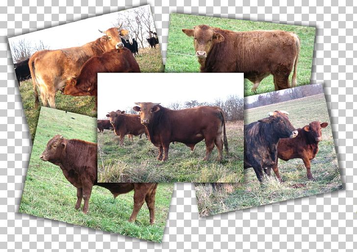 Beefmaster American Cattle Bull Ox Breed PNG, Clipart, American Cattle, Animal, Animals, Beefmaster, Breed Free PNG Download