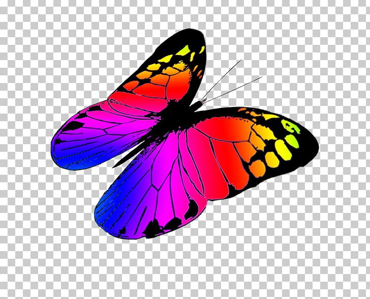 Butterfly Color PNG, Clipart, Brush Footed Butterfly, Butterflies And Moths, Butterfly, Butterfly Net, Color Free PNG Download