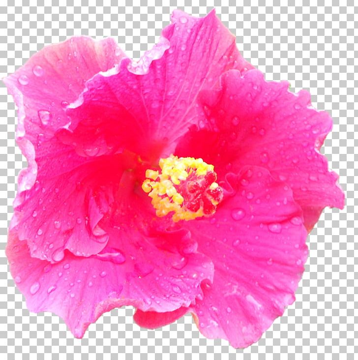 Carnation Pink Flowers Stock Photography PNG, Clipart, Chennai, China Rose, Chinese Hibiscus, Clove, Devi Free PNG Download