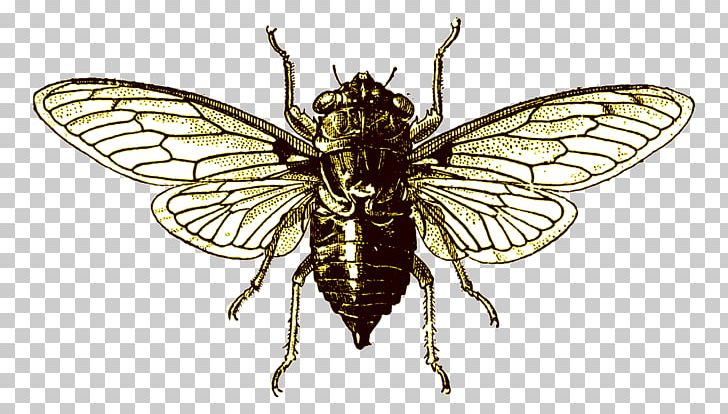 Cicadoidea PNG, Clipart, Art, Arthropod, Bee, Canvas Print, Cicada Free PNG Download