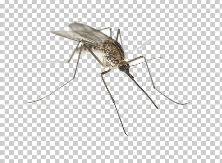 Insect Marsh Mosquitoes Animal Bite Pest Parasitism PNG, Clipart, Animal Bite, Animals, Arthropod, Blood, Control Free PNG Download