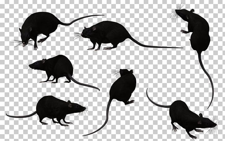 Rat Mouse Pest Control Rodent PNG, Clipart, Animal, Animals, Bangladesh, Black, Black And White Free PNG Download