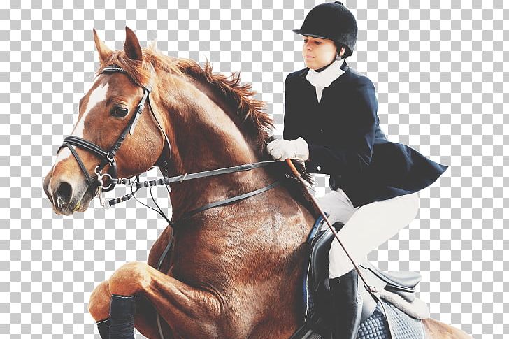Understanding Horses Equestrian Show Jumping Bit PNG, Clipart, Animals, Bay, Collection, Dressage, English Riding Free PNG Download