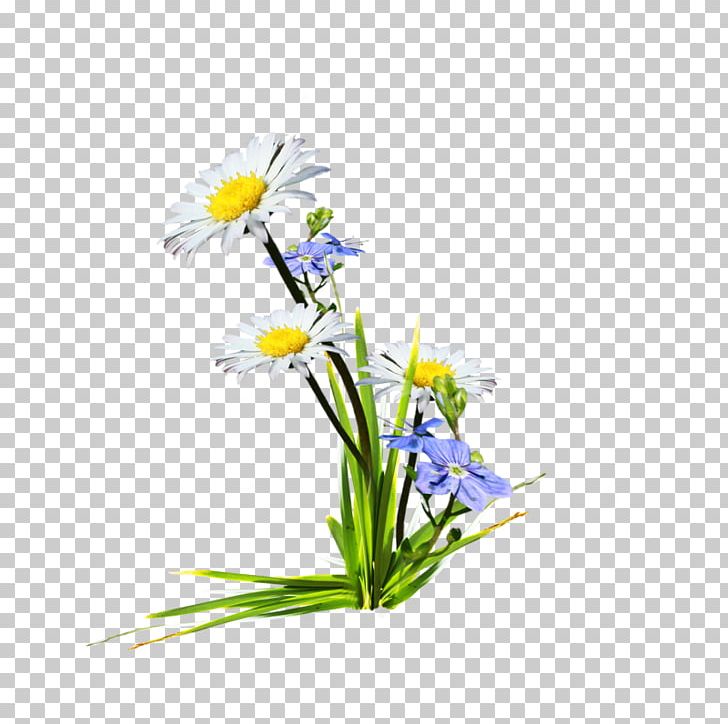 Wildflower Floral Design PNG, Clipart, Aster, Chamomile, Common Daisy, Cut Flowers, Daisy Free PNG Download