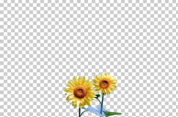 Common Daisy Common Sunflower Transvaal Daisy Floral Design Oxeye Daisy PNG, Clipart, Art, Common Daisy, Common Sunflower, Cut Flowers, Daisy Free PNG Download