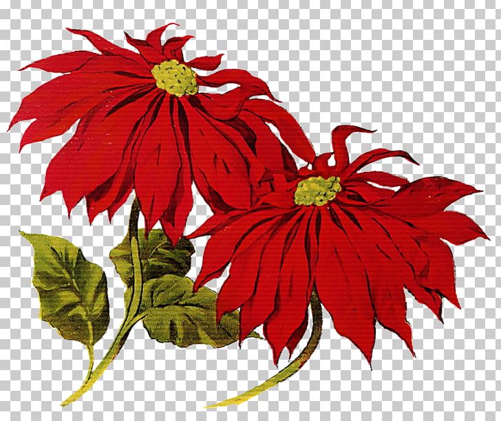Pxe8re Noxebl Santa Claus Poinsettia Christmas PNG, Clipart, Beautiful Christmas Cliparts, Christmas, Christmas Decoration, Christmas Tree, Chrysanths Free PNG Download