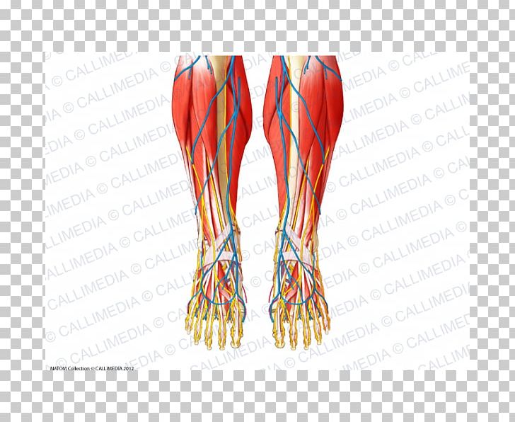 Finger Foot Muscle Human Anatomy PNG, Clipart, Abdomen, Anatomy, Arm, Blood Vessel, Bone Free PNG Download