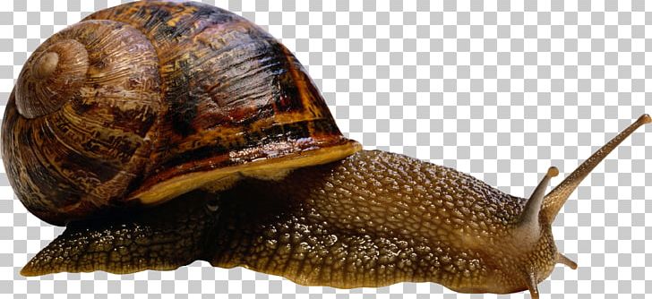 Sea Snail Slug Terrestrial Animal Compact Disc PNG, Clipart, Animals, Cornu Aspersum, Digital Image, Escargot, Gastropod Shell Free PNG Download