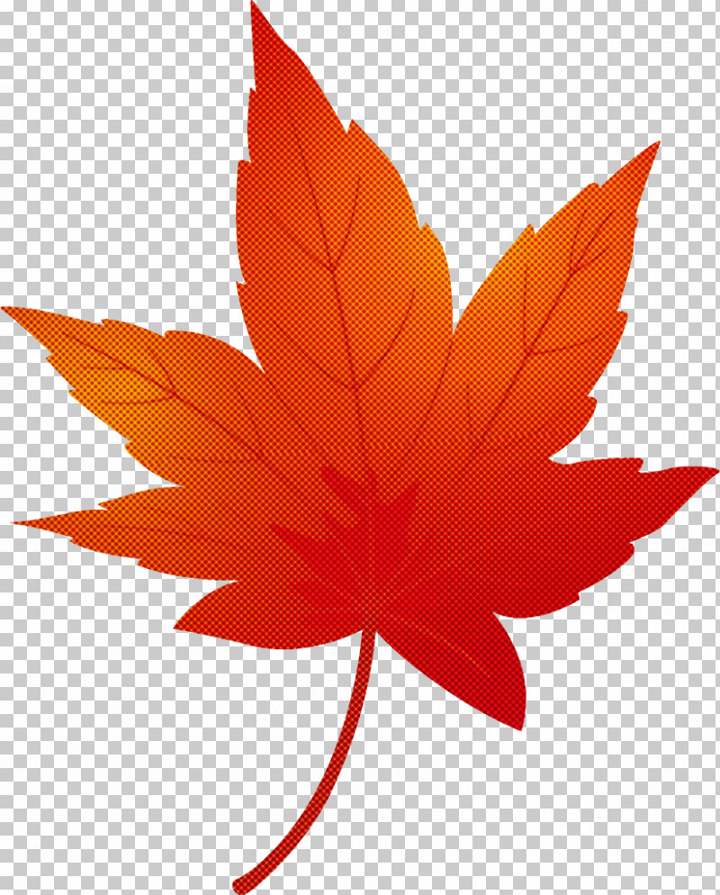 Maple Leaf Fallen Leaf Dead Leaf PNG, Clipart, Autumn Leaf, Black Maple, Dead Leaf, Deciduous, Fallen Leaf Free PNG Download