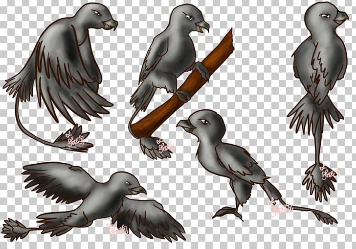 Beak Bird Of Prey Puffin Fauna PNG, Clipart, Animals, Beak, Bird, Bird Of Prey, Crow Free PNG Download