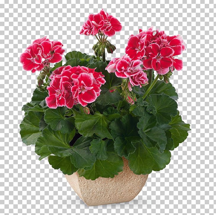 Spanish Wine Geraniums Pelargonium Zonale Crane's-bill PNG, Clipart, Annual Plant, Burgundy, Color, Cranesbill, Cutting Free PNG Download