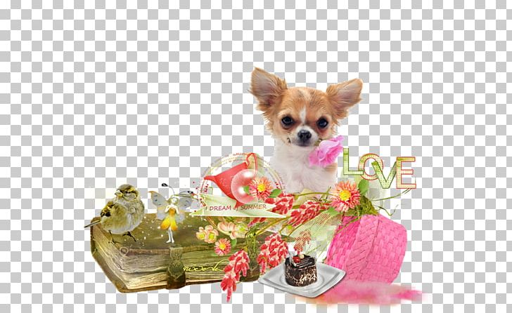 Chihuahua Puppy Yorkshire Terrier Dog Breed Companion Dog PNG, Clipart, Advertising, Breed, Carnivoran, Chihuahua, Clothing Free PNG Download