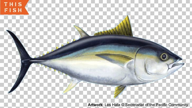 Mackerel Sardine Bigeye Tuna Yellowfin Tuna Skipjack Tuna PNG, Clipart, Albacore, Animals, Bigeye Tuna, Bonito, Bony Fish Free PNG Download