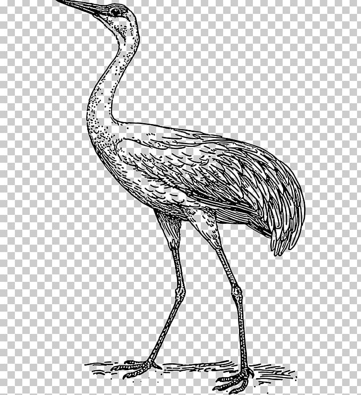 Crane Bird Drawing PNG, Clipart, Beak, Bird, Black And White, Blue Crane, Ciconiiformes Free PNG Download