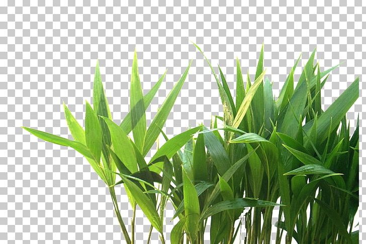 Gratis Euclidean PNG, Clipart, Artificial Grass, Cartoon Grass, Computer Wallpaper, Creative Grass, Designer Free PNG Download