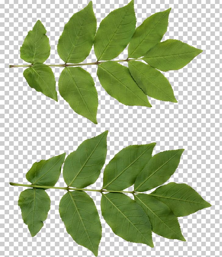 Leaf Texture Mapping Tree PNG, Clipart, 3d Computer Graphics, Blender, Branch, Deciduous, Ivy Free PNG Download
