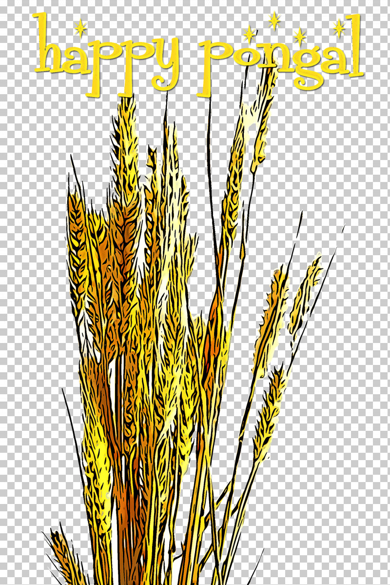 Plant Elymus Repens Grass Family Grass Cereal Germ PNG, Clipart, Cereal Germ, Crop, Elymus Repens, Flower, Food Grain Free PNG Download
