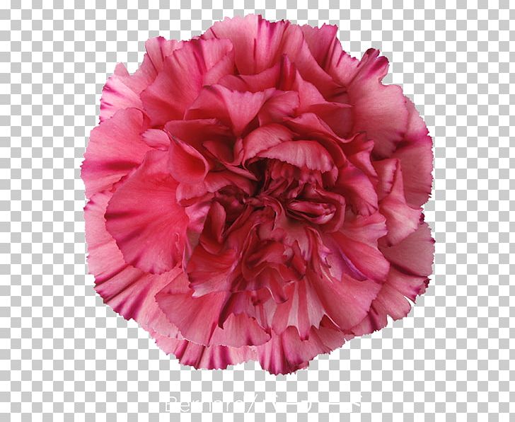 Carnation Cut Flowers Transvaal Daisy PNG, Clipart, Carnation, Color, Cut Flowers, Daisy, Flower Free PNG Download