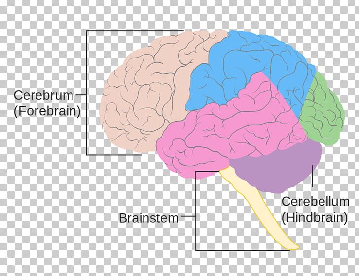 Human Brain Brain Size Brainstem Brain Damage PNG, Clipart, Brain, Brain Damage, Brain Size, Brainstem, Brain Tumor Free PNG Download