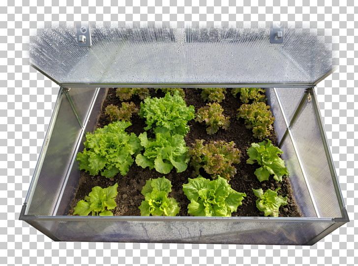 Lettuce Gardening Leaf Vegetable PNG, Clipart, Cold Frame, Flowerpot, Food, Food Drinks, Garden Free PNG Download