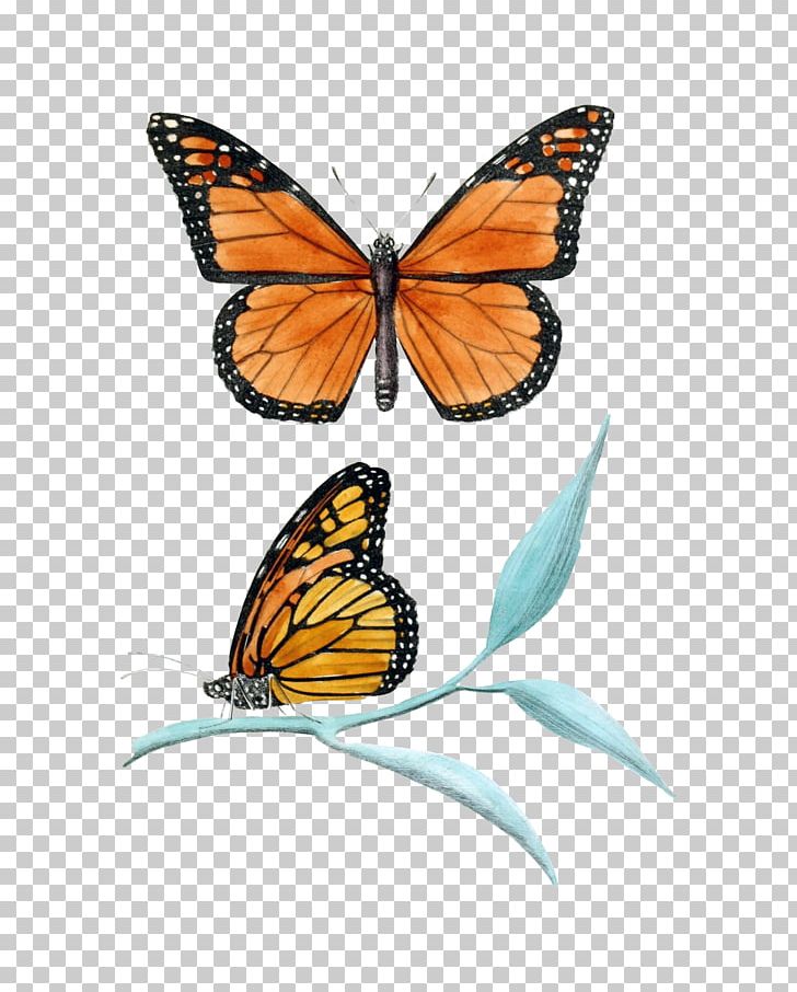 Monarch Butterfly Insect PNG, Clipart, Aporia Crataegi, Art, Arthropod, Background Texture, Biological Illustration Free PNG Download