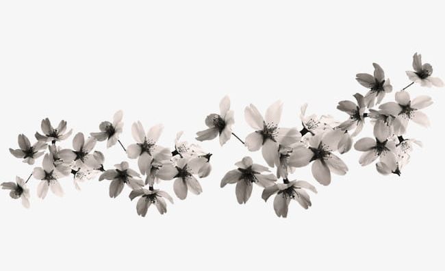 White Fabric Flowers Magnolia PNG, Clipart, Cloth, Fabric Clipart, Floral, Floral Material, Flowers Free PNG Download