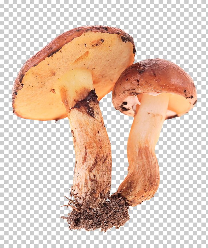 Edible Mushroom Fungus PNG, Clipart, Common Mushroom, Decoration, Designer, Edible Mushroom, Euclidean Vector Free PNG Download