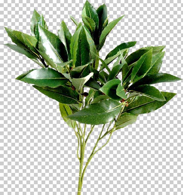 Leaf Branch Tree Plant Stem PNG, Clipart, Bay Laurel, Branch, Download, Evergreen, Flower Free PNG Download